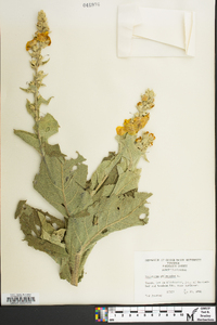 Verbascum phlomoides image