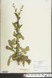 Verbascum blattaria image