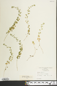 Veronica agrestis image