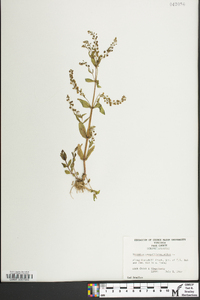 Veronica anagallis-aquatica image