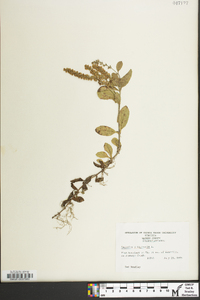 Veronica officinalis image