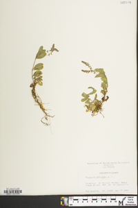 Veronica officinalis image