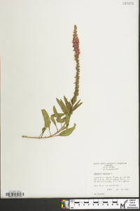 Veronica spicata image