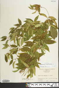 Bignonia capreolata image