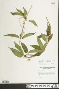 Bignonia capreolata image