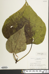 Catalpa speciosa image