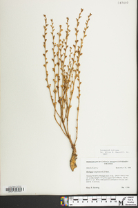 Epifagus virginiana image