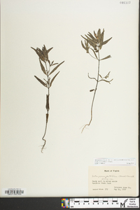 Melampyrum lineare image