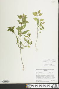 Melampyrum lineare image