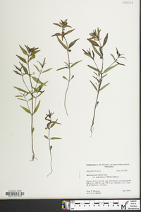 Melampyrum lineare image