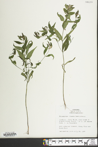 Melampyrum lineare image