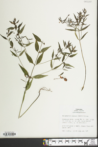 Melampyrum lineare image