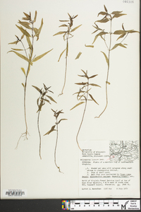 Melampyrum lineare image