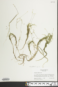 Utricularia gibba image