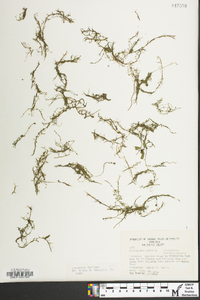 Utricularia gibba image