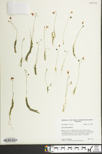 Utricularia gibba image