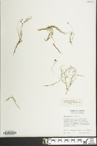 Utricularia gibba image