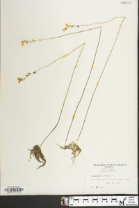 Utricularia juncea image