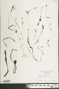 Utricularia radiata image