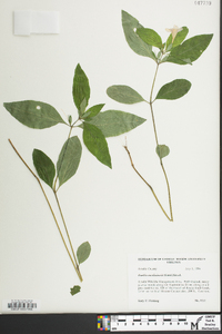 Ruellia caroliniensis image