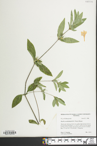 Ruellia caroliniensis image