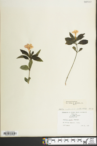 Ruellia caroliniensis image