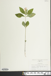 Ruellia caroliniensis image