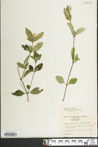 Ruellia caroliniensis image