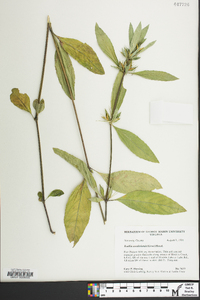 Ruellia caroliniensis image