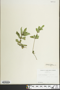 Ruellia caroliniensis image