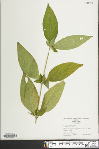 Ruellia strepens image