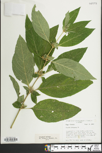 Ruellia strepens image