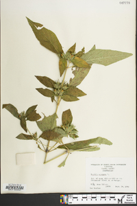 Ruellia strepens image