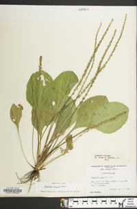 Plantago rugelii image