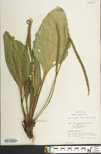 Plantago rugelii image