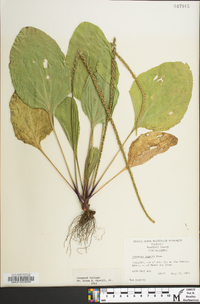 Plantago rugelii image