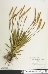 Plantago wrightiana image