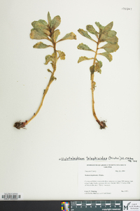 Hylotelephium telephioides image