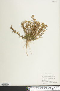 Polypremum procumbens image