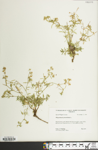 Polypremum procumbens image