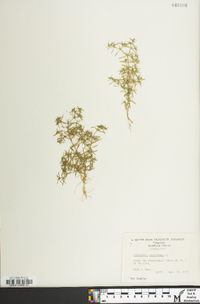 Polypremum procumbens image