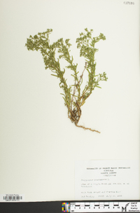 Polypremum procumbens image