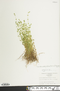 Cruciata pedemontana image