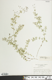 Galium concinnum image