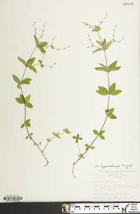 Galium circaezans image