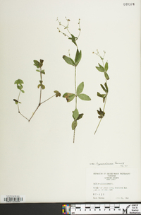 Galium circaezans image