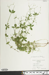 Galium circaezans image