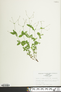 Galium circaezans image