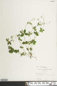 Galium circaezans var. circaezans image