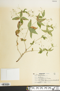 Galium latifolium image